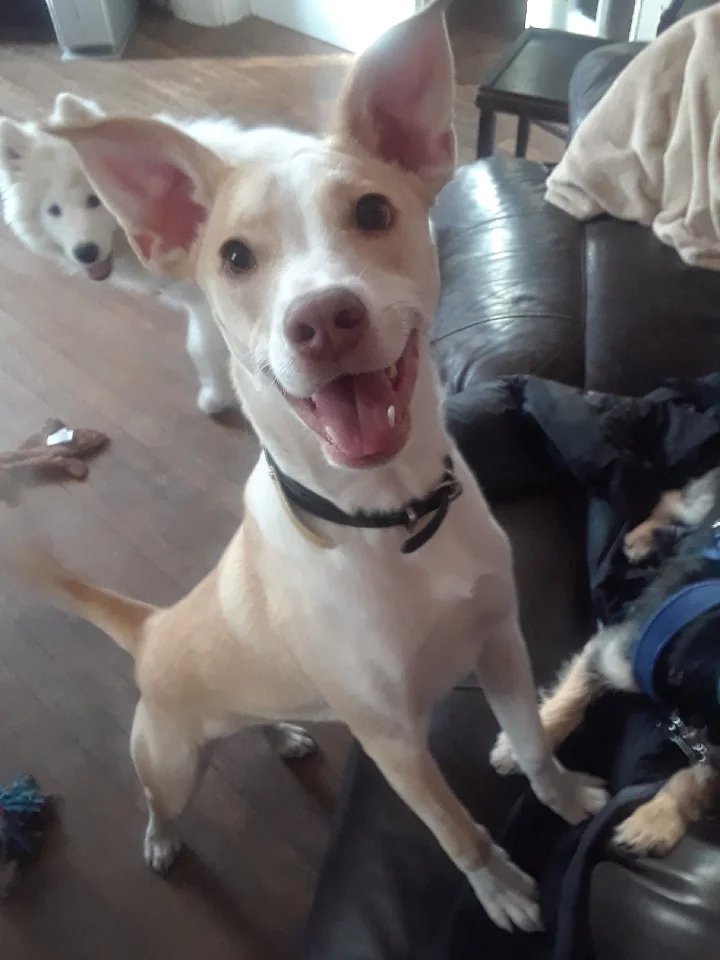 Daycare Fun with Blitz
