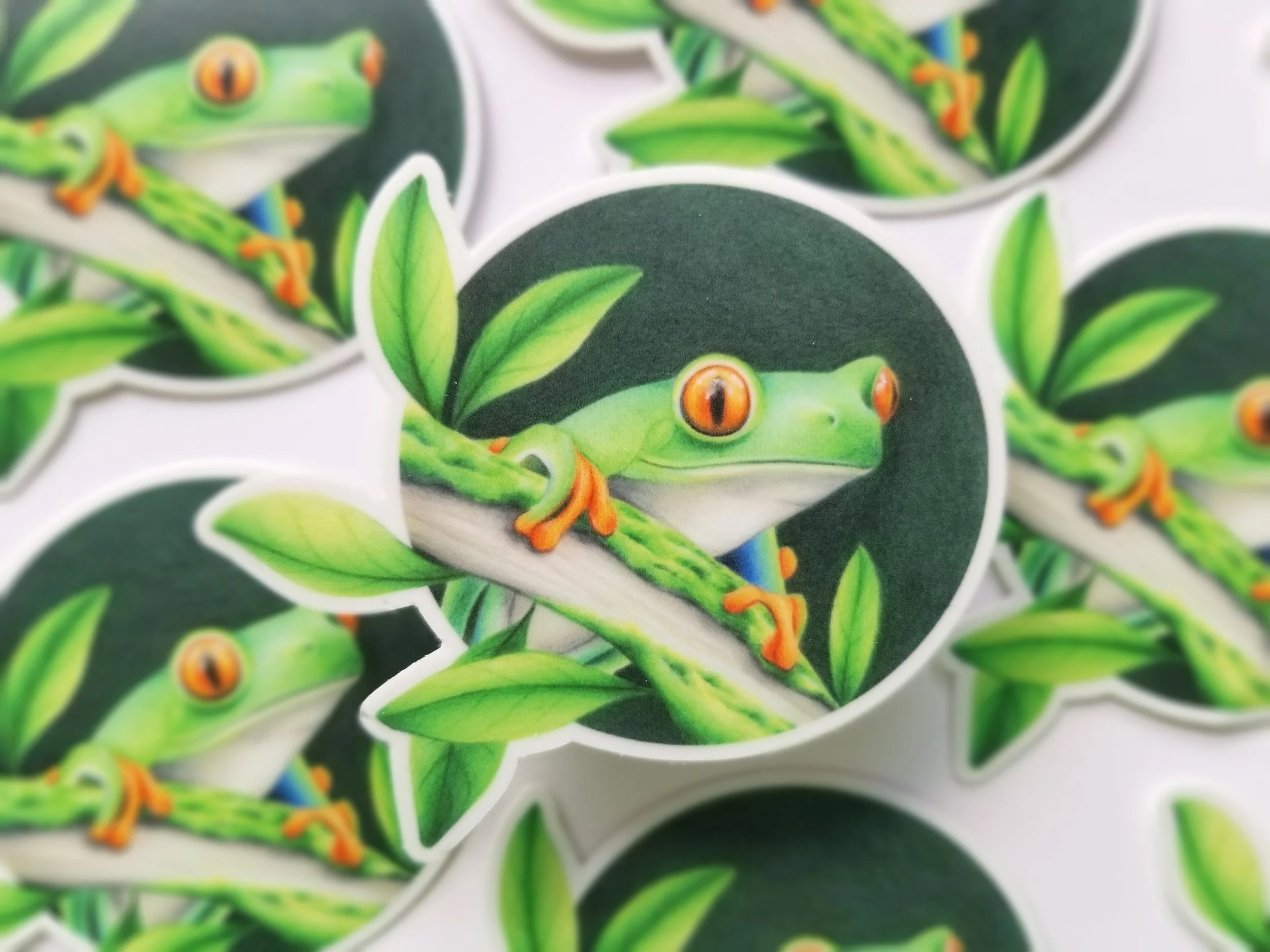 Redeyedtreefrogsticker_etsy2.jpg