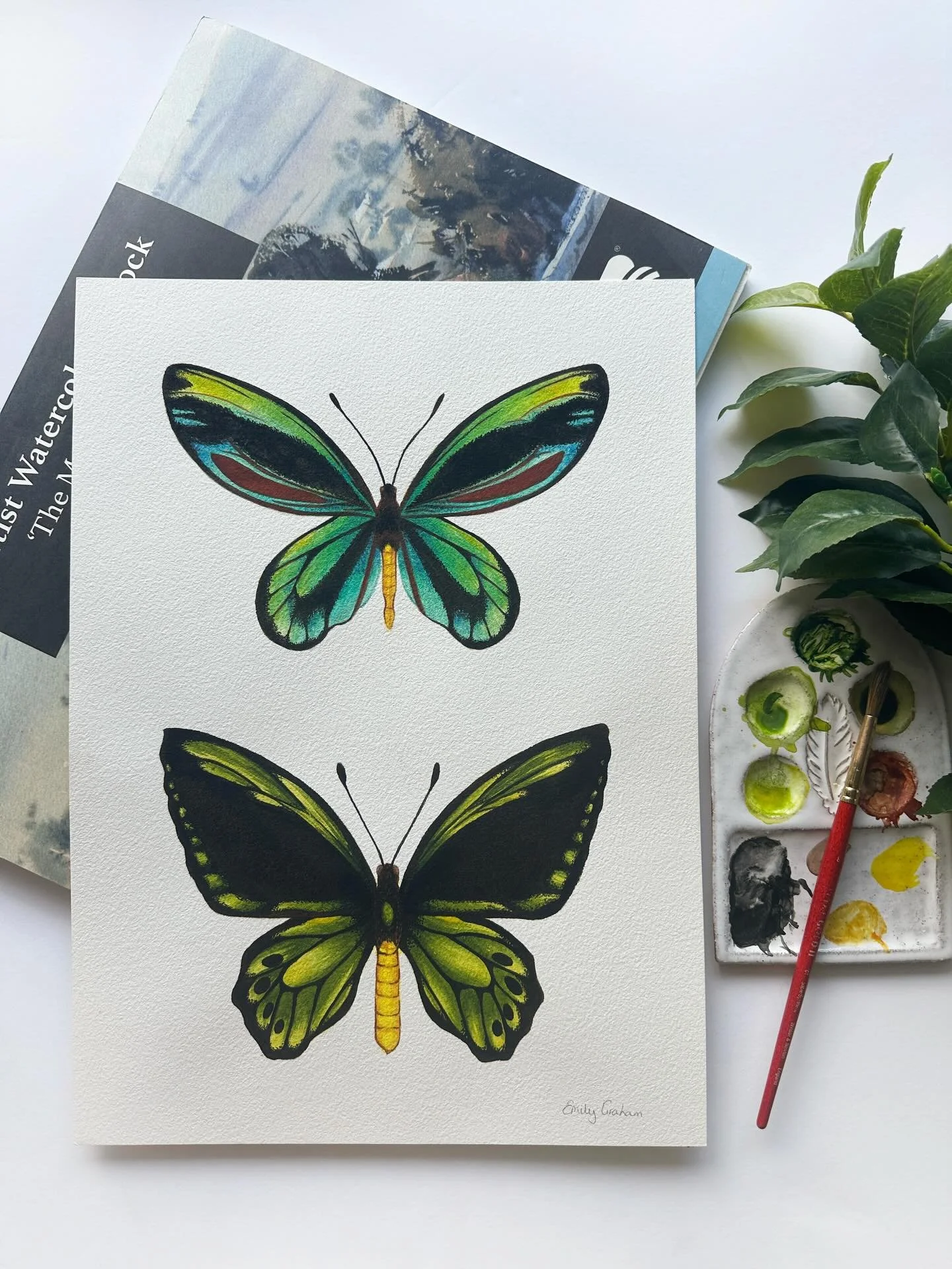 Watercolour studies of a Queen Alexandra&rsquo;s Birdwing and Cape York Birdwing ❤️🦋

Slowly making my way through unfinished projects at 37 weeks pregnant 🤣 not long to go now!!😍

#butterflyart #watercolour #butterflystudies #entomologyart