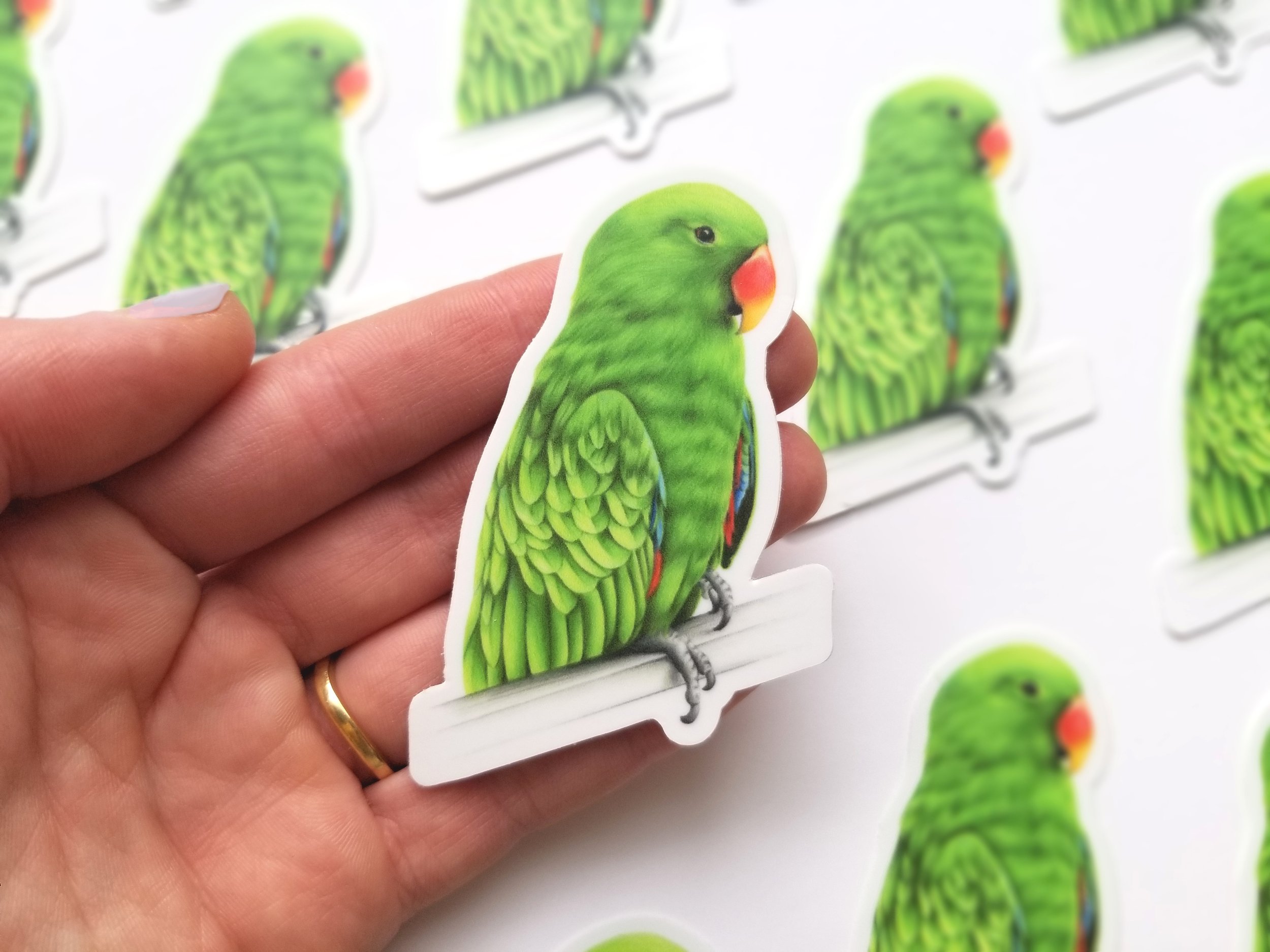 EclectusParrot_Sticker6.jpg