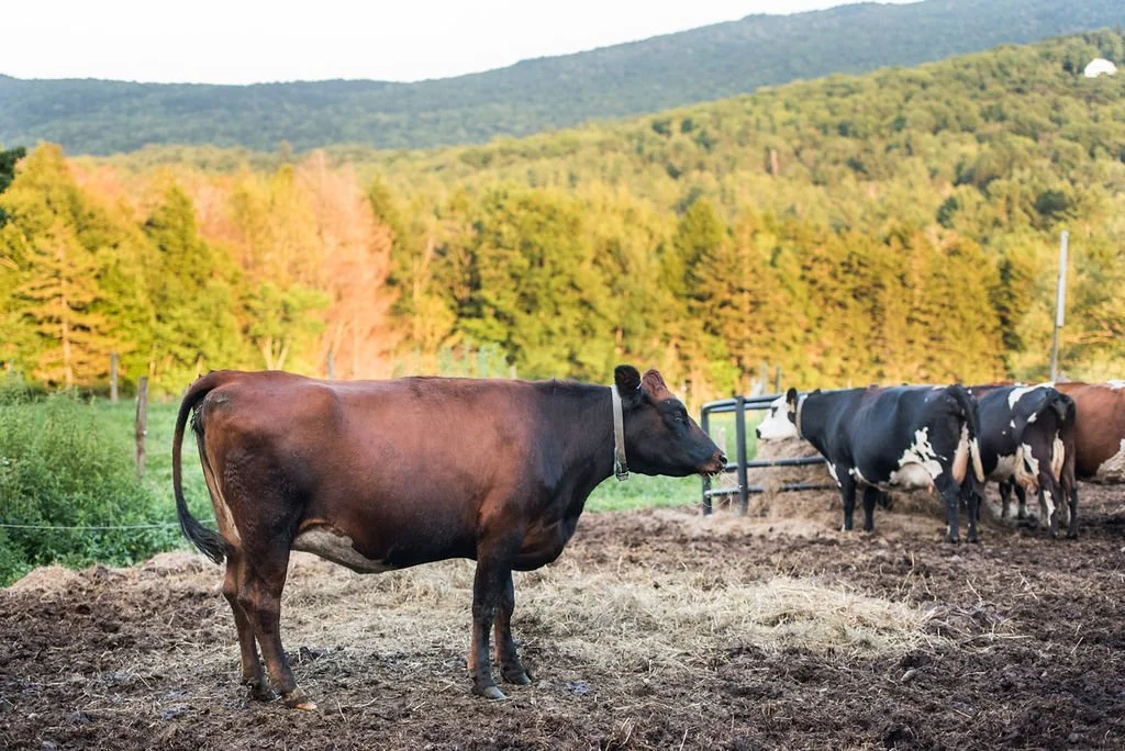 Cow Breeds for Cheese Making