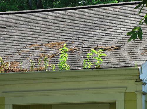 fresno-gutter-growth.jpg