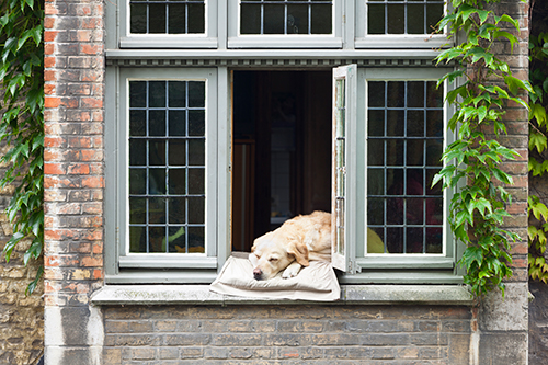 dog-in-fresno-window-.jpg