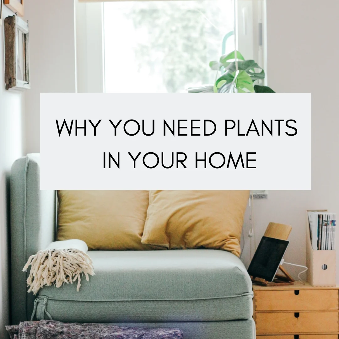WHY YOU NEED PLANTS IN YOUR HOME.jpg
