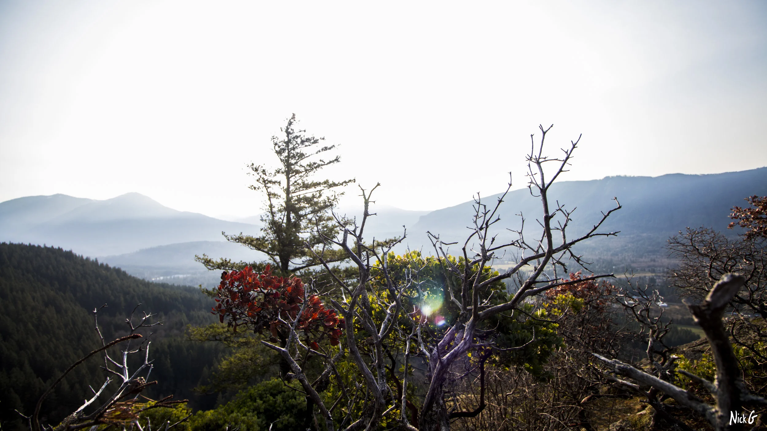 The Barren Tree