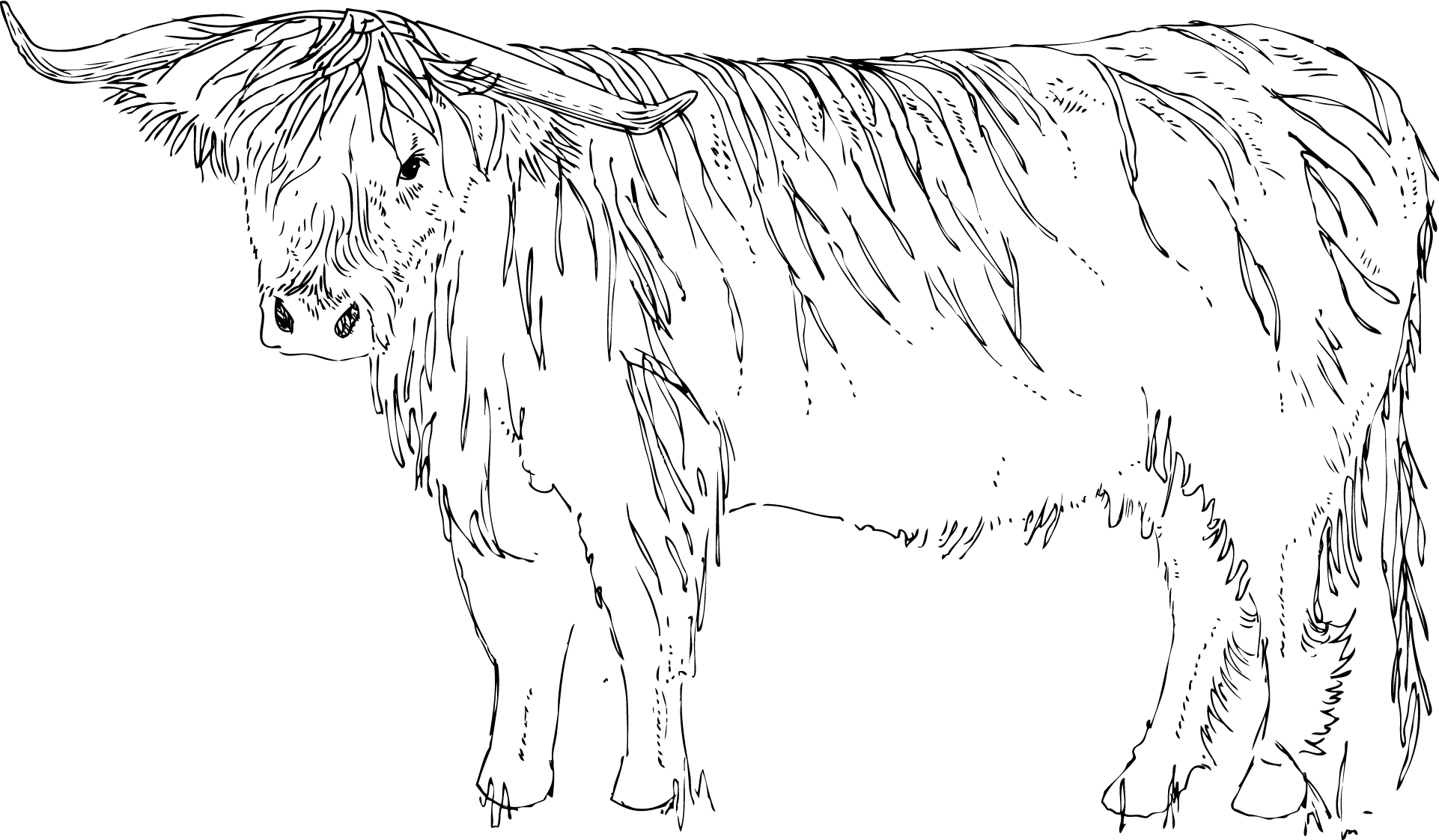Hairy-Coo-2.png