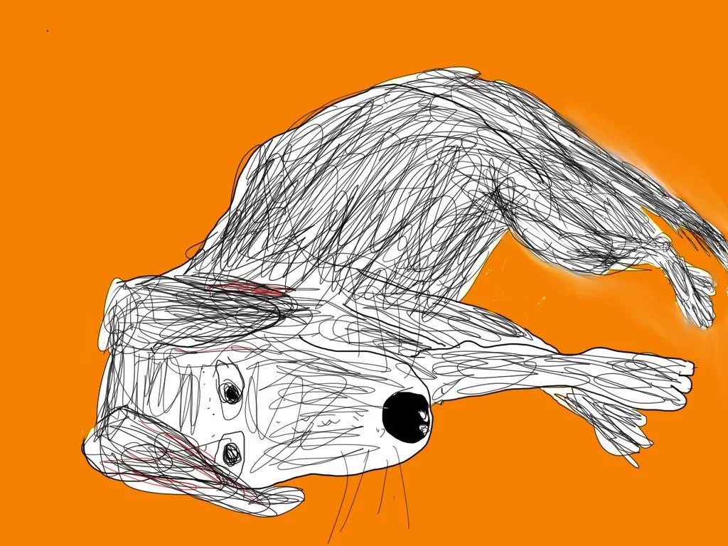 Noche, a black dog, on an orange background. He is on the bed.