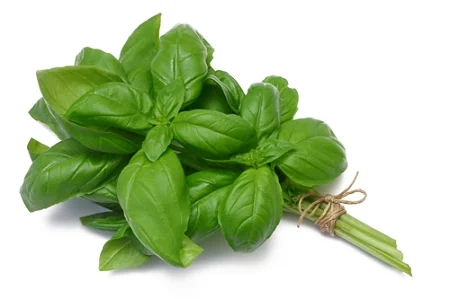 Basil.jpg