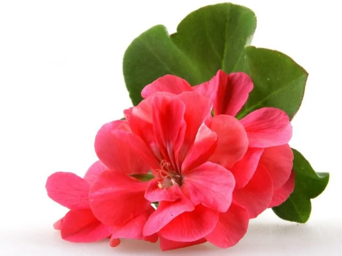 geranium.jpg