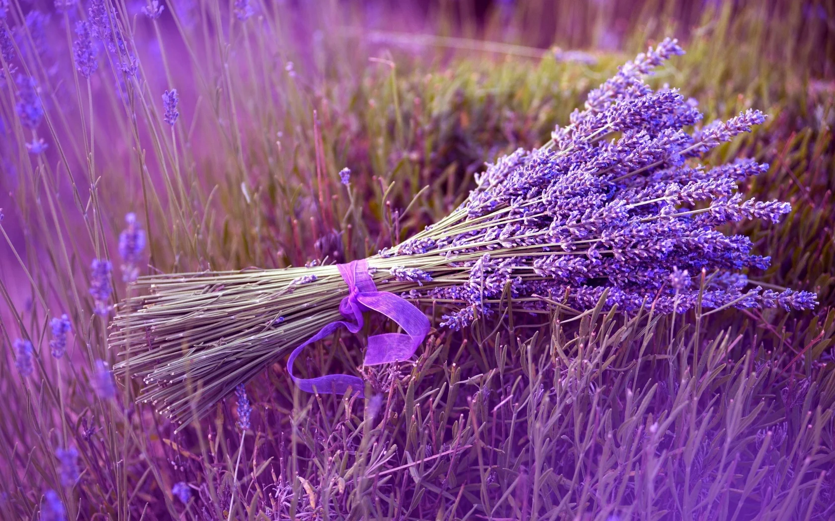 lavendar.jpg