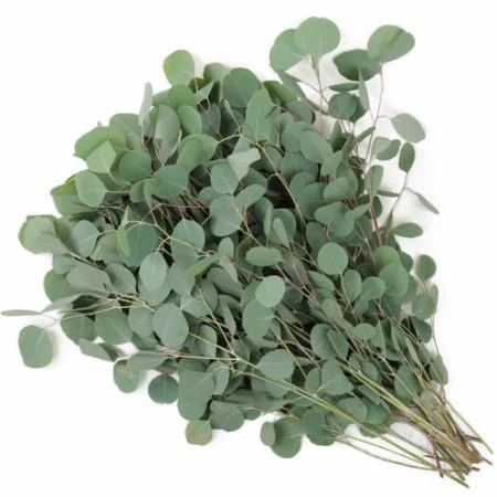 Eucalyptus Oil