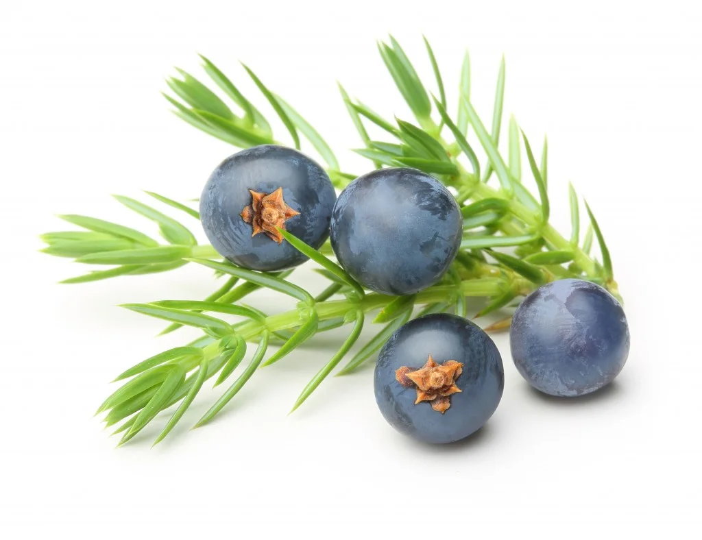 Juniper Berry Oil