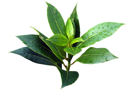 Tea Tree Oil