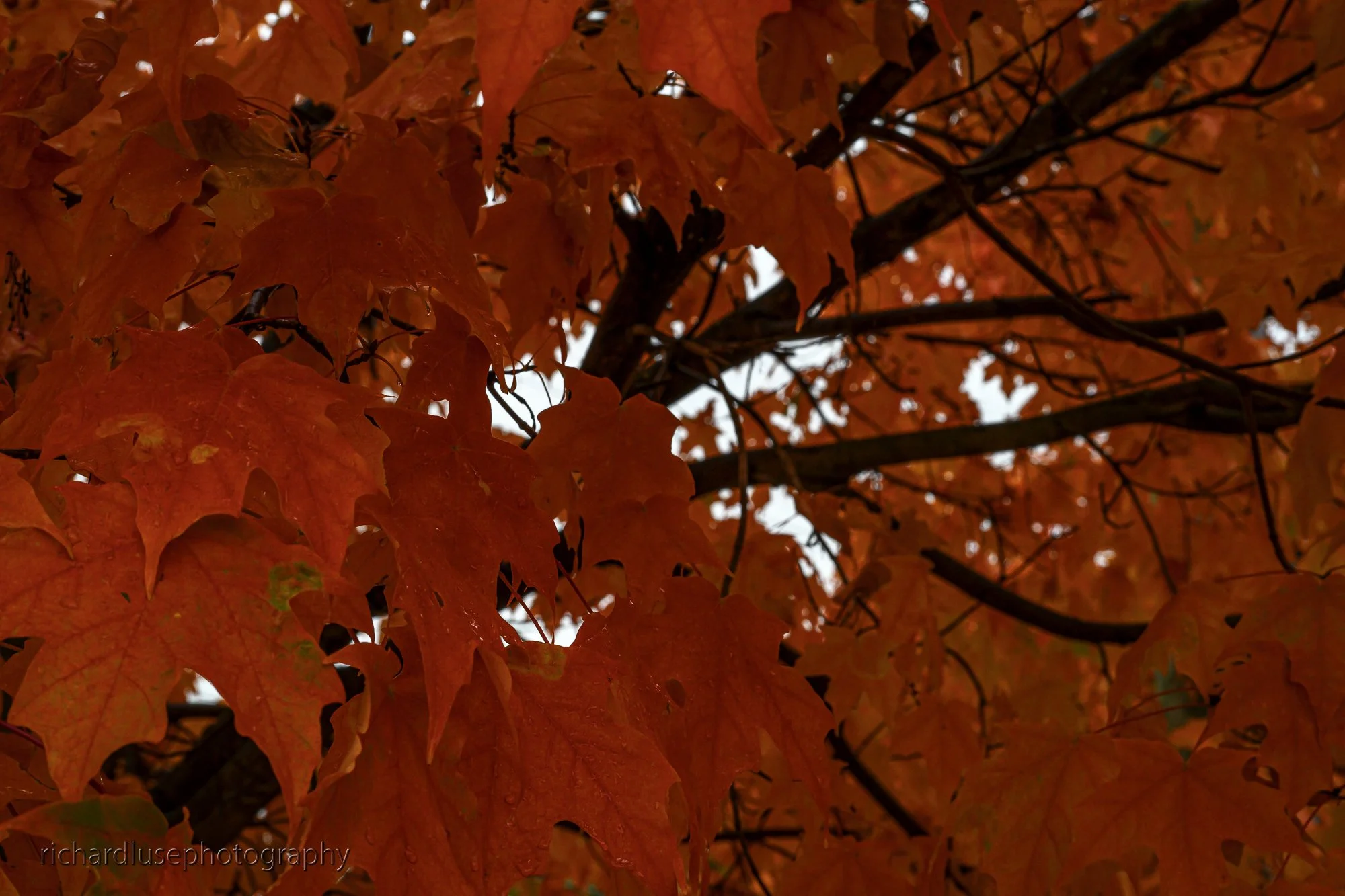 _DSC0397.JPG