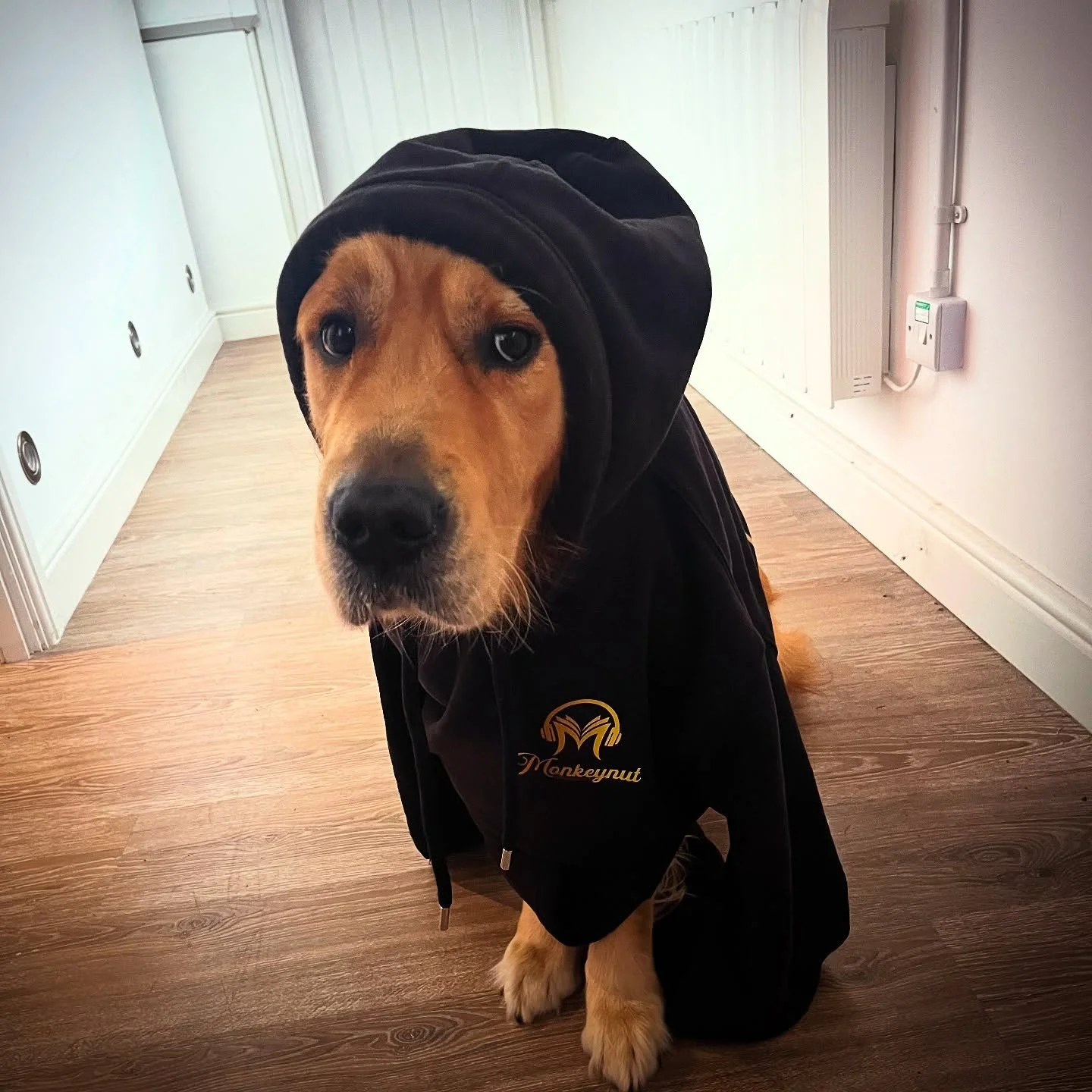 Even Denver Dog , our Loyal and sleepy studio dog ( when he comes that is ) is rocking the Monkeynut branded clothing ! Best dog in the world ? Probably !
#goldenretrieverworld #dogsofinstagram #denverdog #author #audiobook #bookpublishing