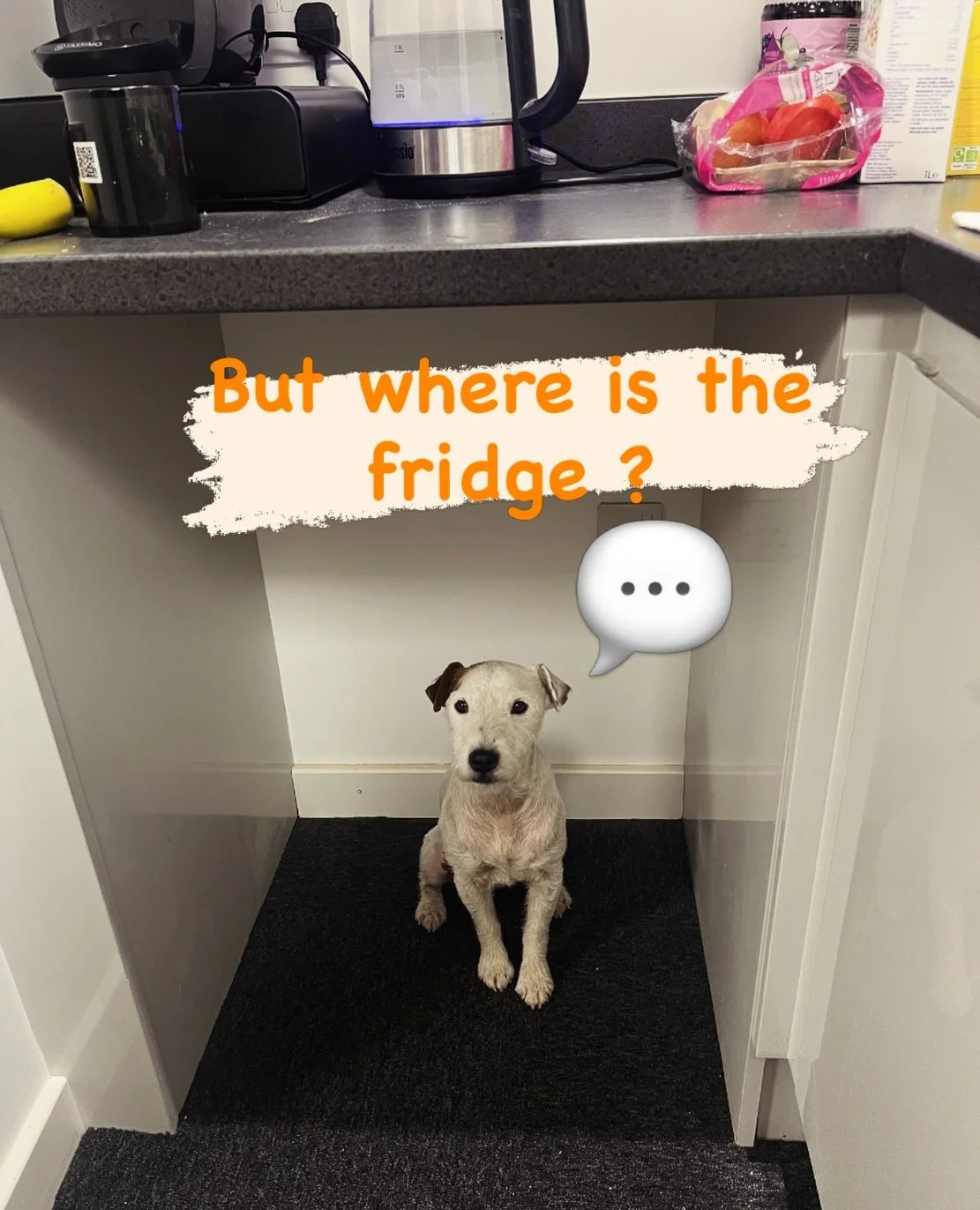 Working on it Bertie ! It should be here by now ! But like everything in our new voice over luxury studios , everything is brand spanking new so we shall be patient :) #dogsofinstagram #voiceover #voiceoverstudio #audiobook #authorofinstagram