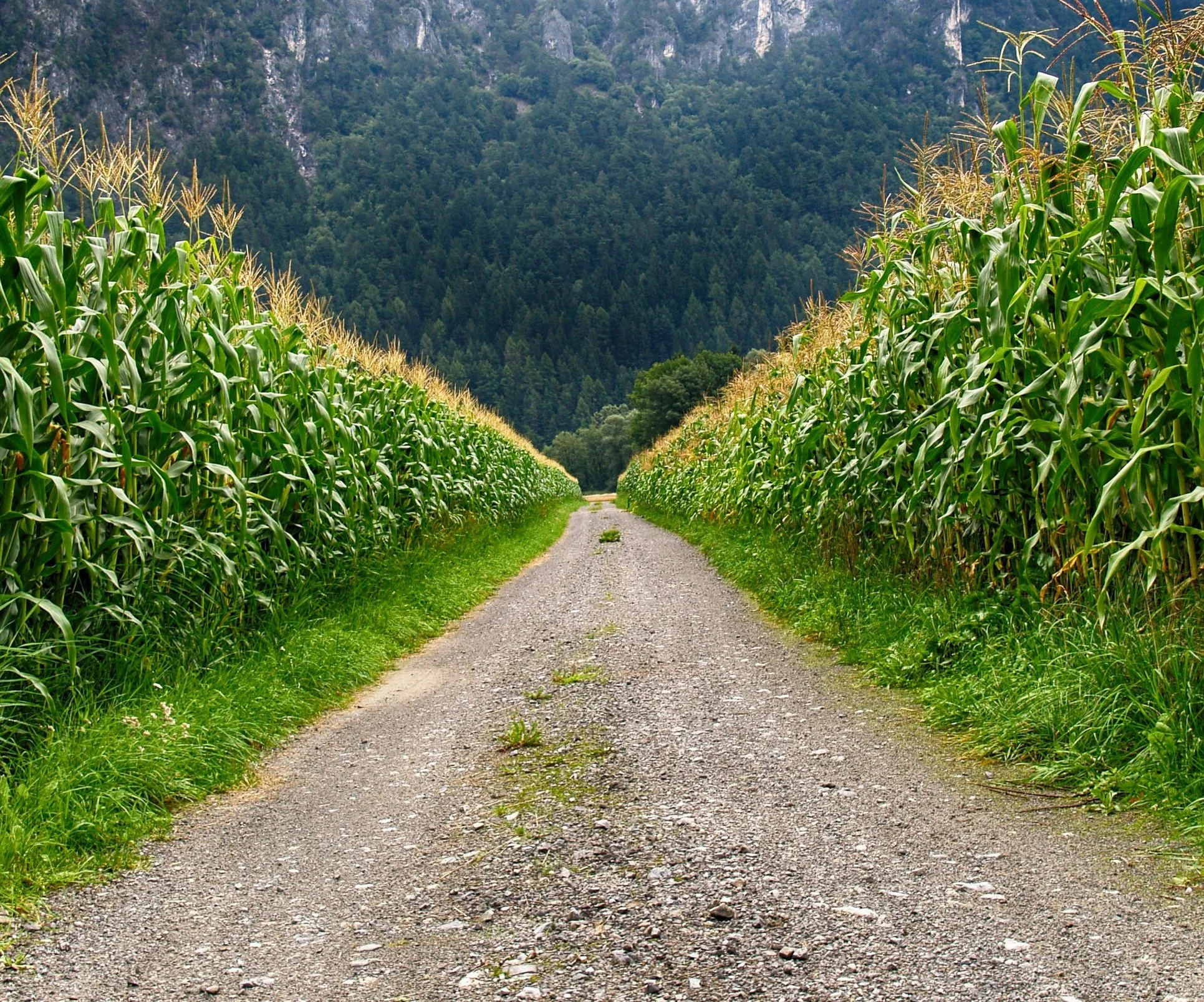 road+through+corn.jpg