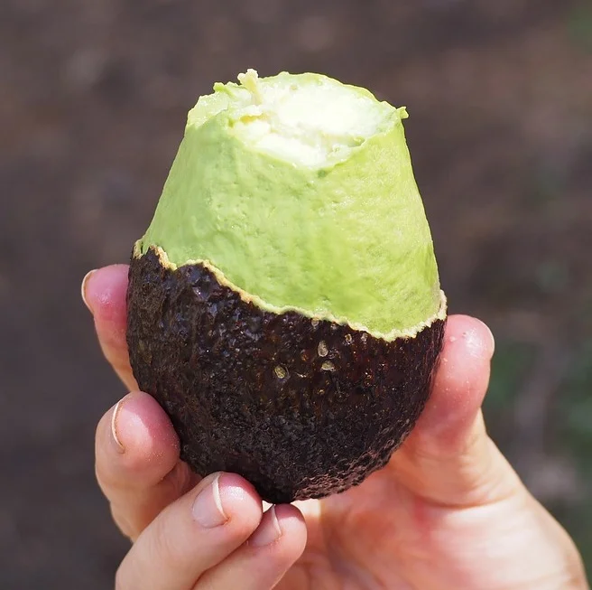 Colombia+Avocado.jpg