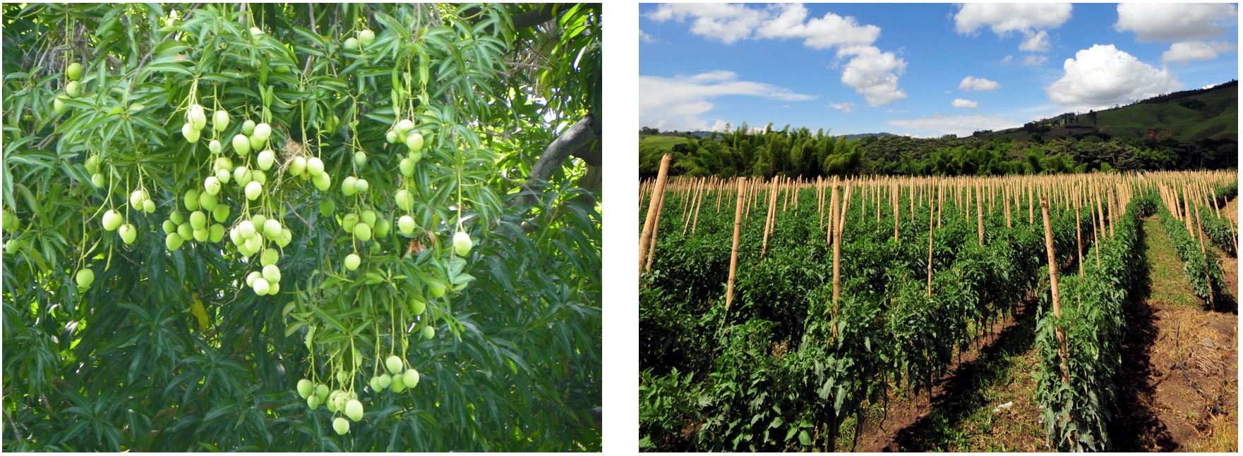  Avocados Hanging from Tree, J. Stephen Conn ; Tomato Crops, Neil Palmer (CIAT) 