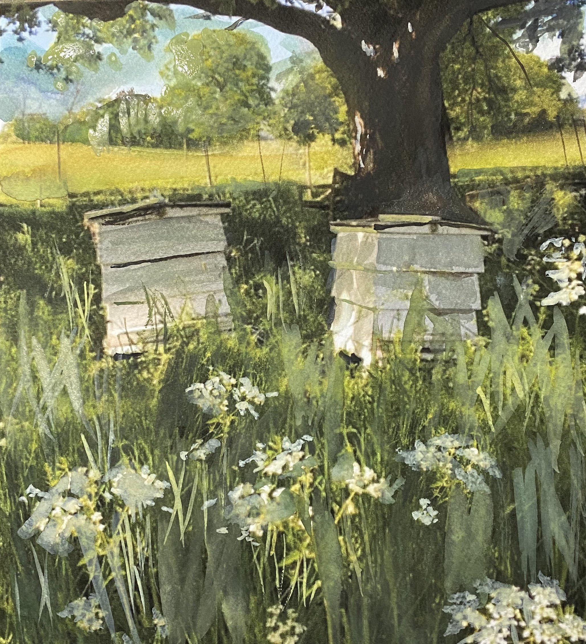 Beehives under trees, Woodhill Manor Surrey