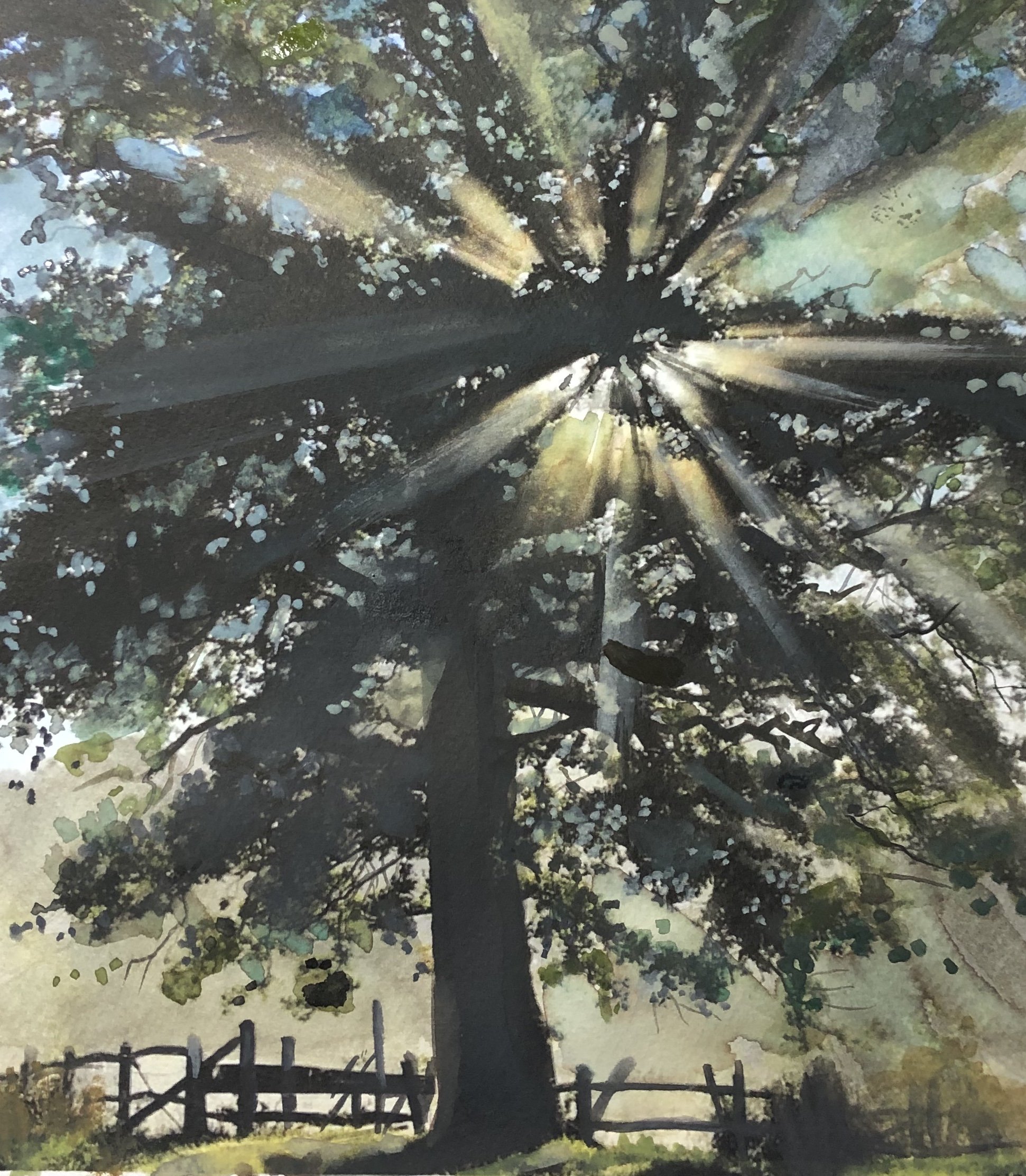 Sunlit tree, Woodhill Manor Surrey