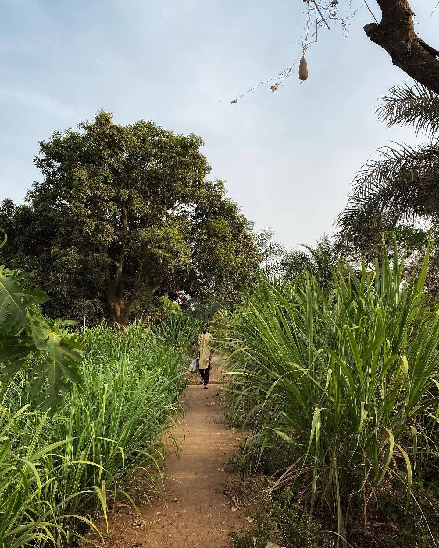 Hang in there little lonely baobab, please don&rsquo;t let go on a boy on his way home. Tempo de chuva/rainy season arriving soon #bissau #calabaceira #baobab