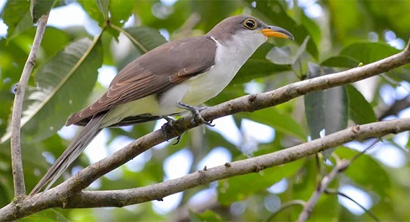 Ave Papa-lagarta-de-euler , Coccyzus euleri / Imagem por João Quental Site Neotropical Birds / The Cornell Lab of Ornitholog