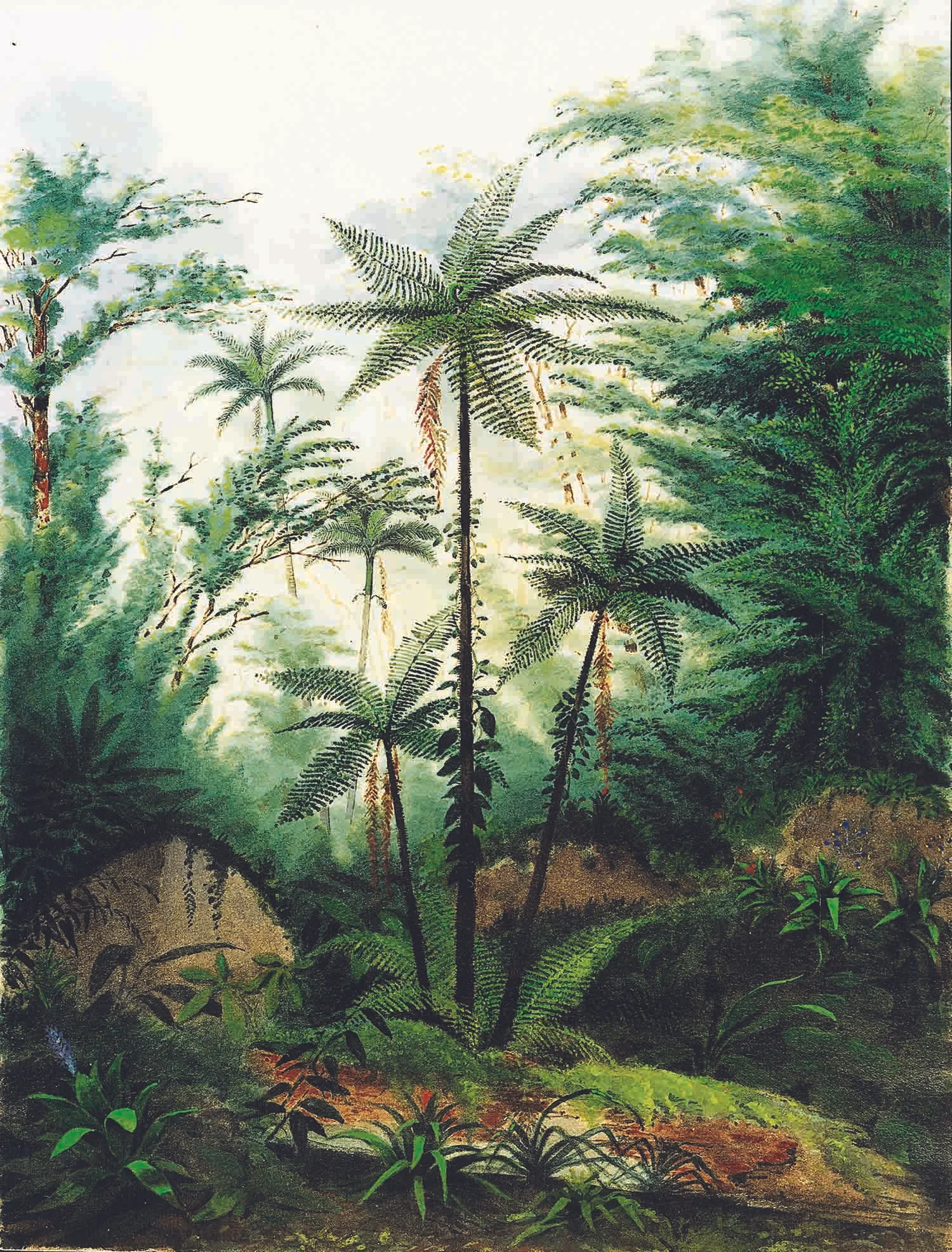 “Coin de Forêt avec Fougères Arborescentes”, aquarela com guache e verniz, por William Michaud, século 19 Acervo Musée Historique Vevey, Suíça