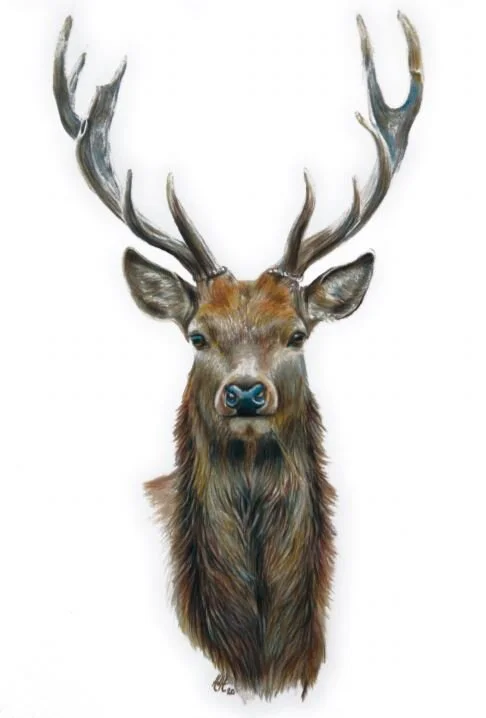 2020 Christmas Cards are on sale!