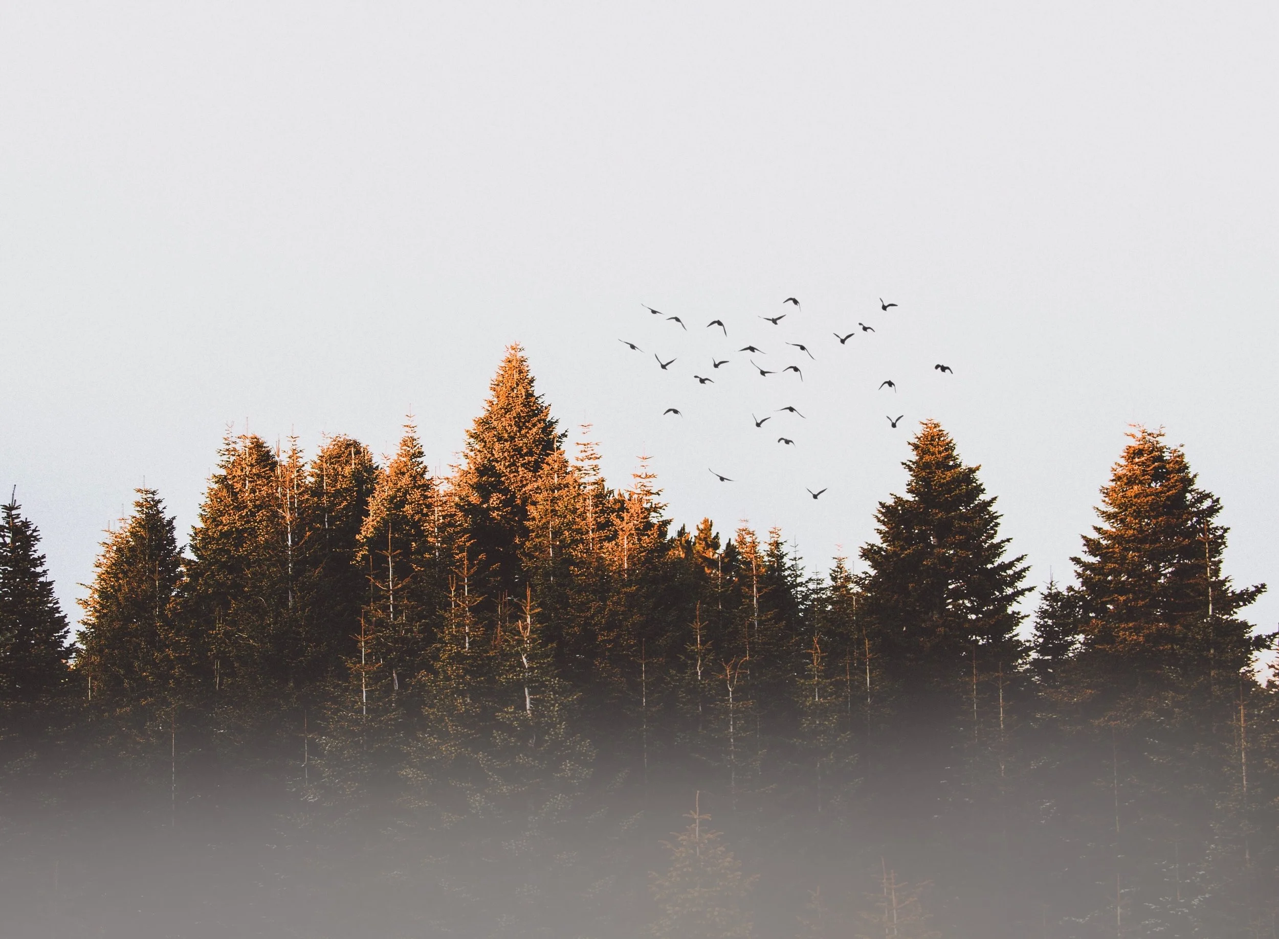 cold-conifer-dawn-917494.jpg