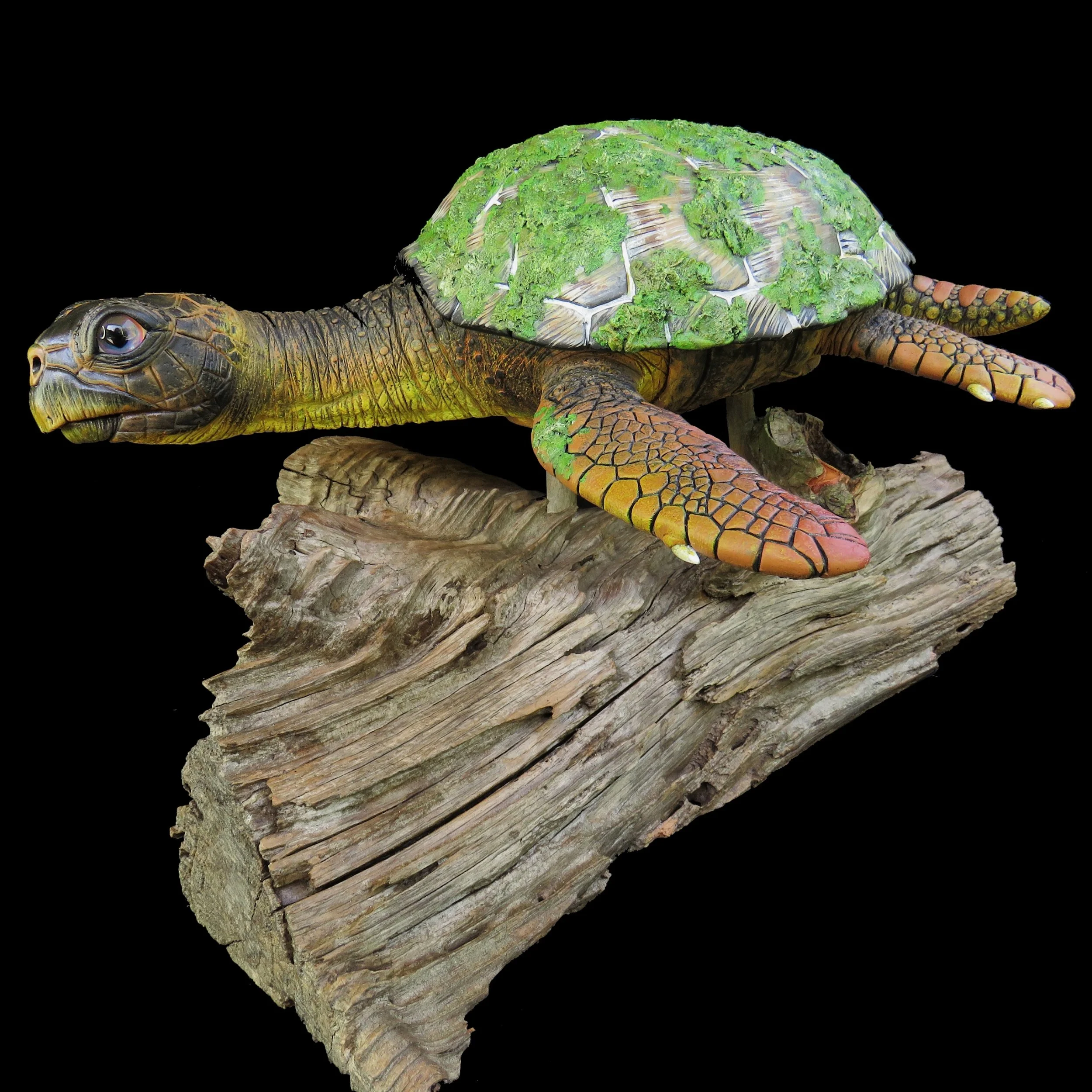 Bevan_Bruce Loggerhead.JPG