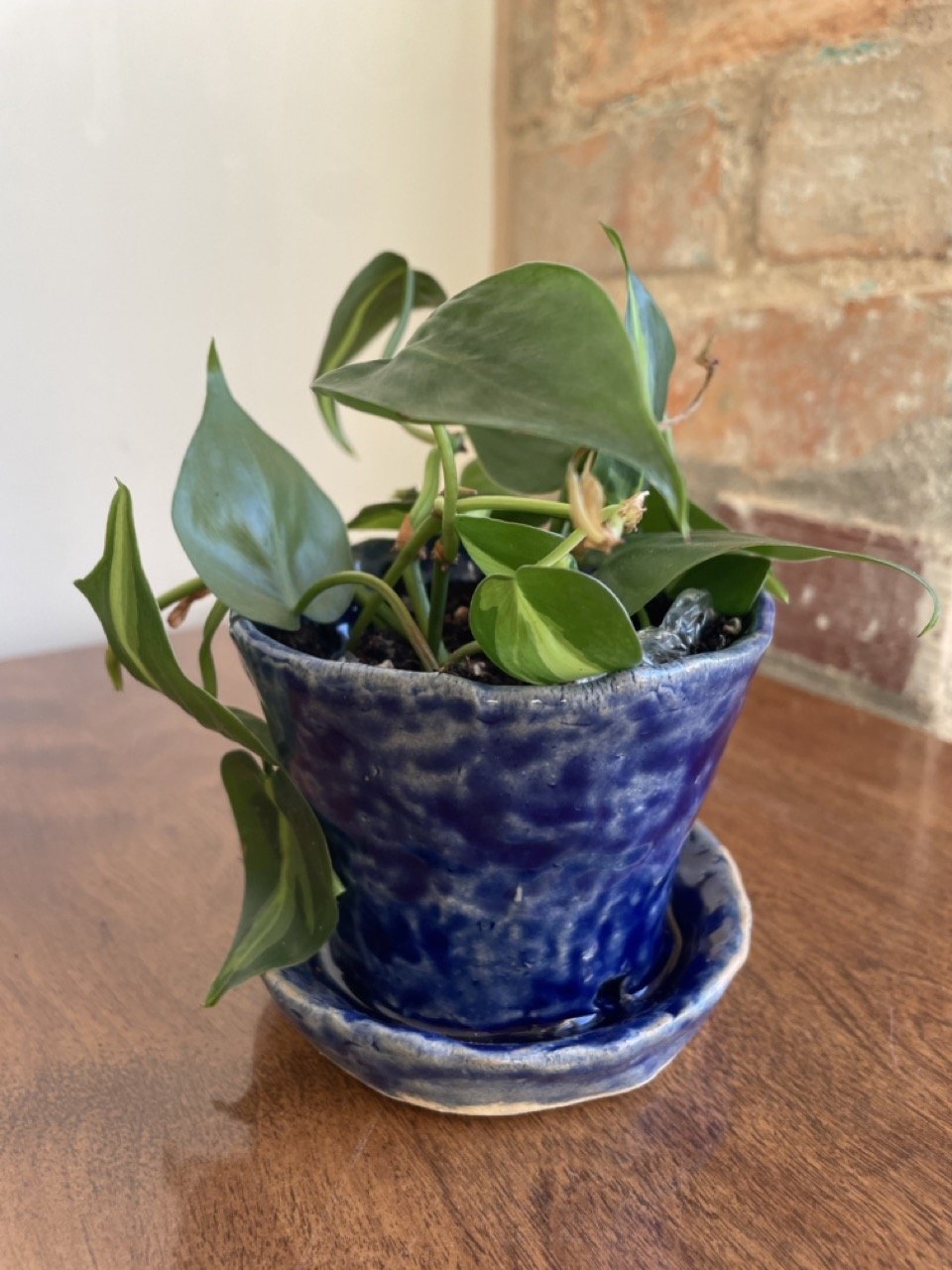 Make Your Own Ceramic Planter