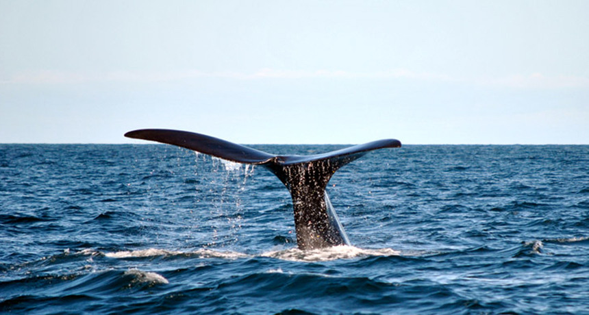 WhaleTail_860.jpg