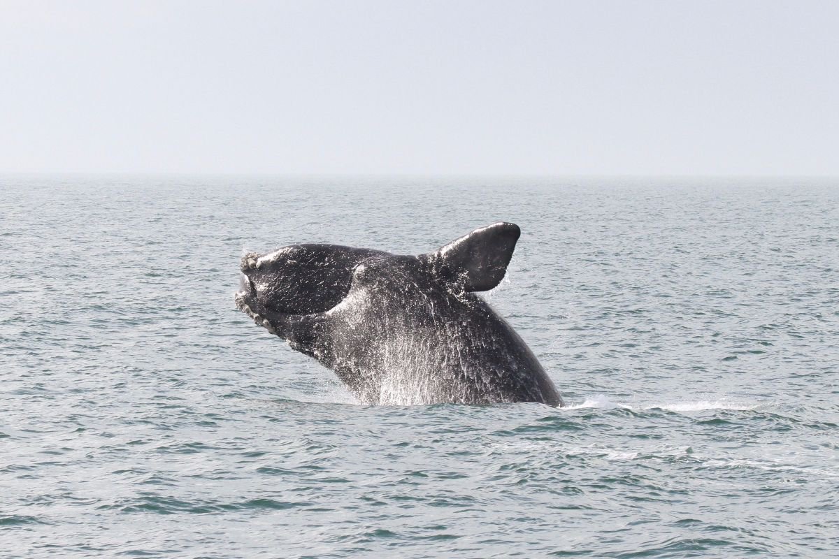 Warmed waters linked to diminished food for right whales