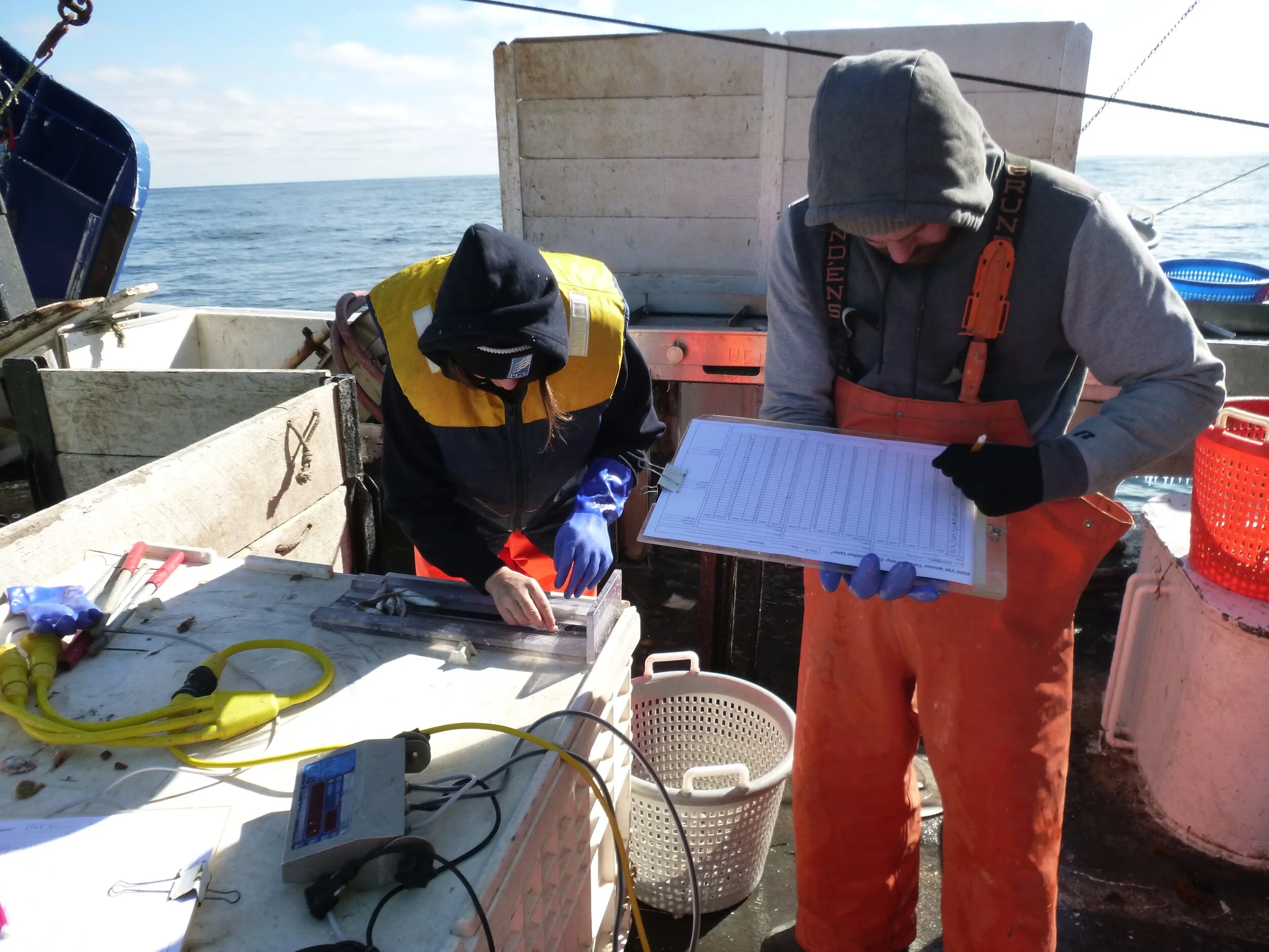 Lobster Ventless Trap, Black Sea Bass, Plankton Survey