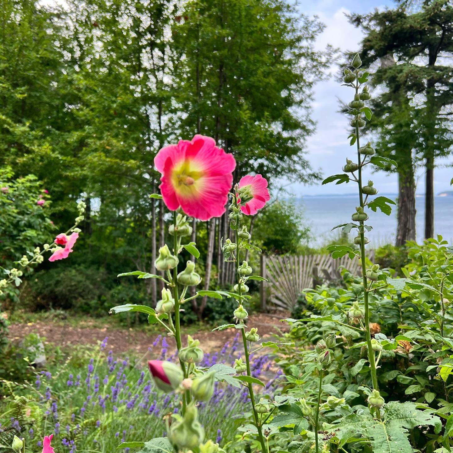 The Hollyhocks on Orcas are my favorite. Can&rsquo;t wait to go flower hunting today for painting inspiration. And the water views aren&rsquo;t bad either. 

#hollyhocks #pnw #orcasisland