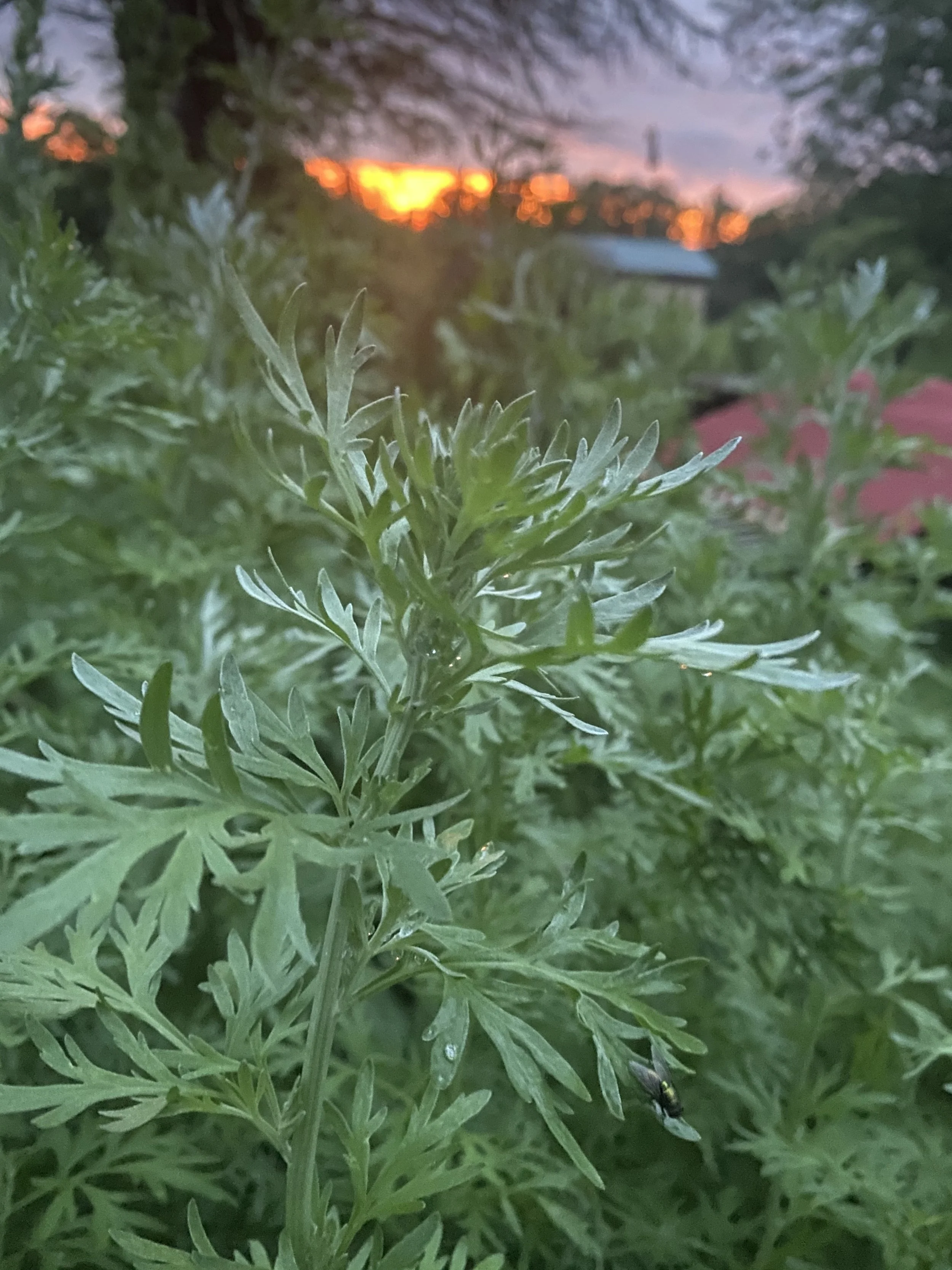 mugwort.jpg