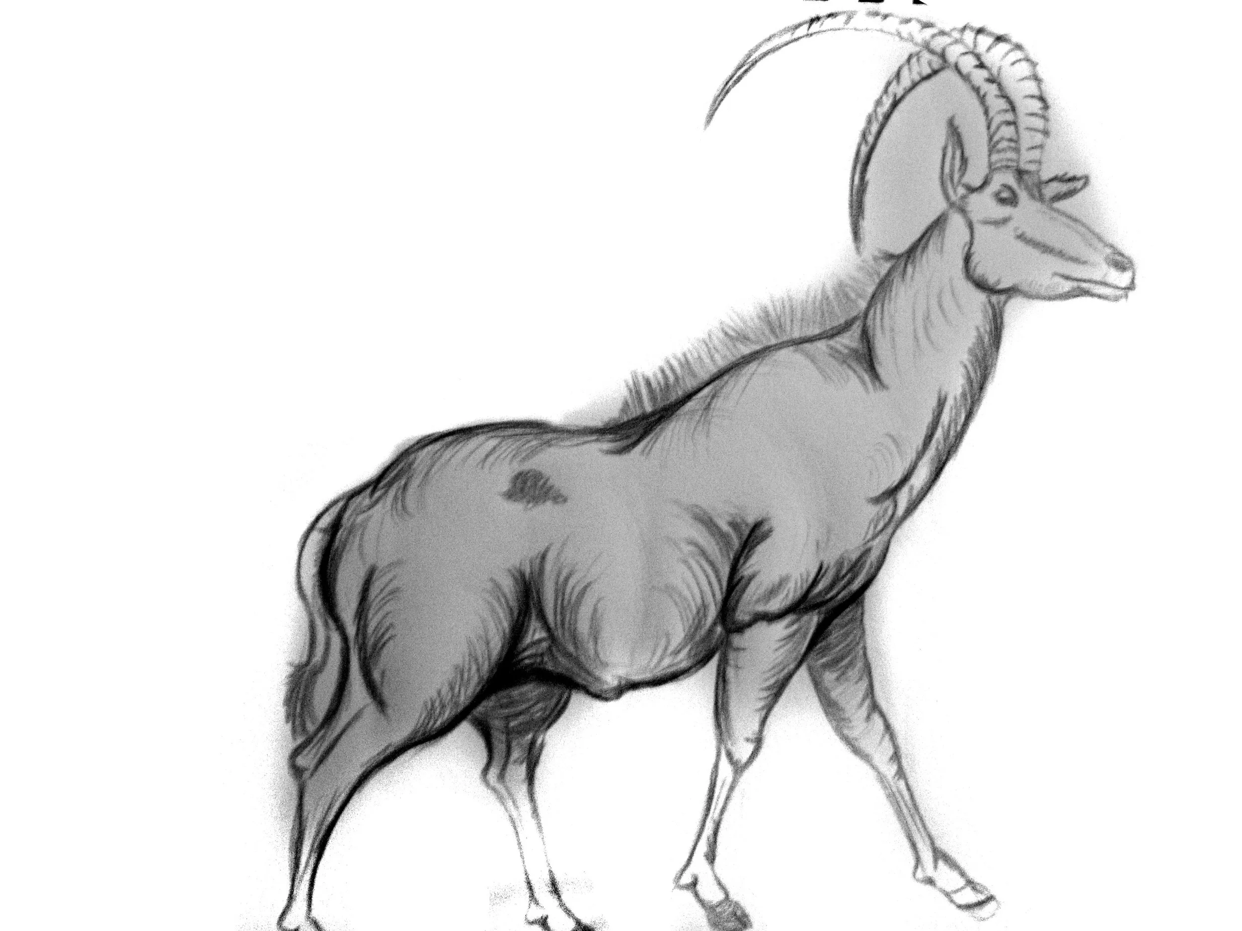 animal-6.jpg