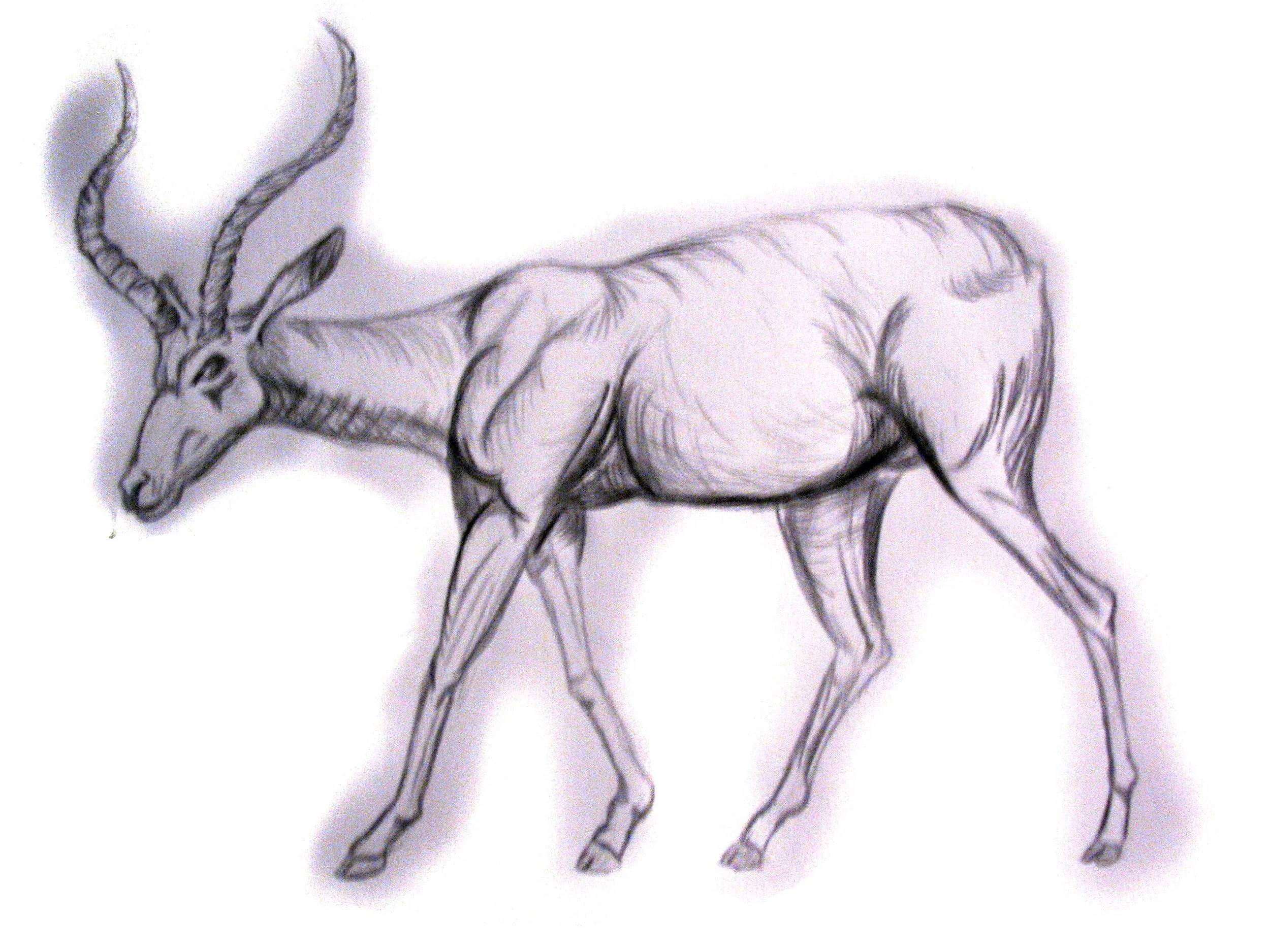animal-7.jpg