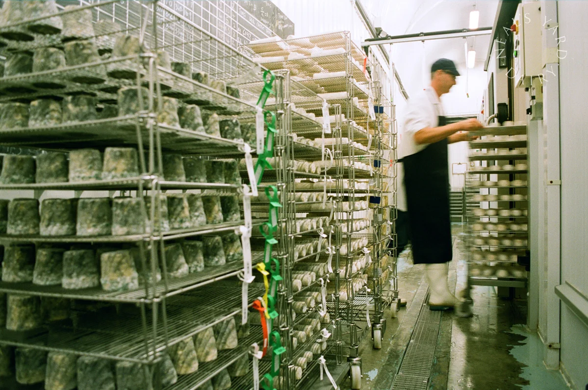cheese_on_racks_1-optimised.jpg