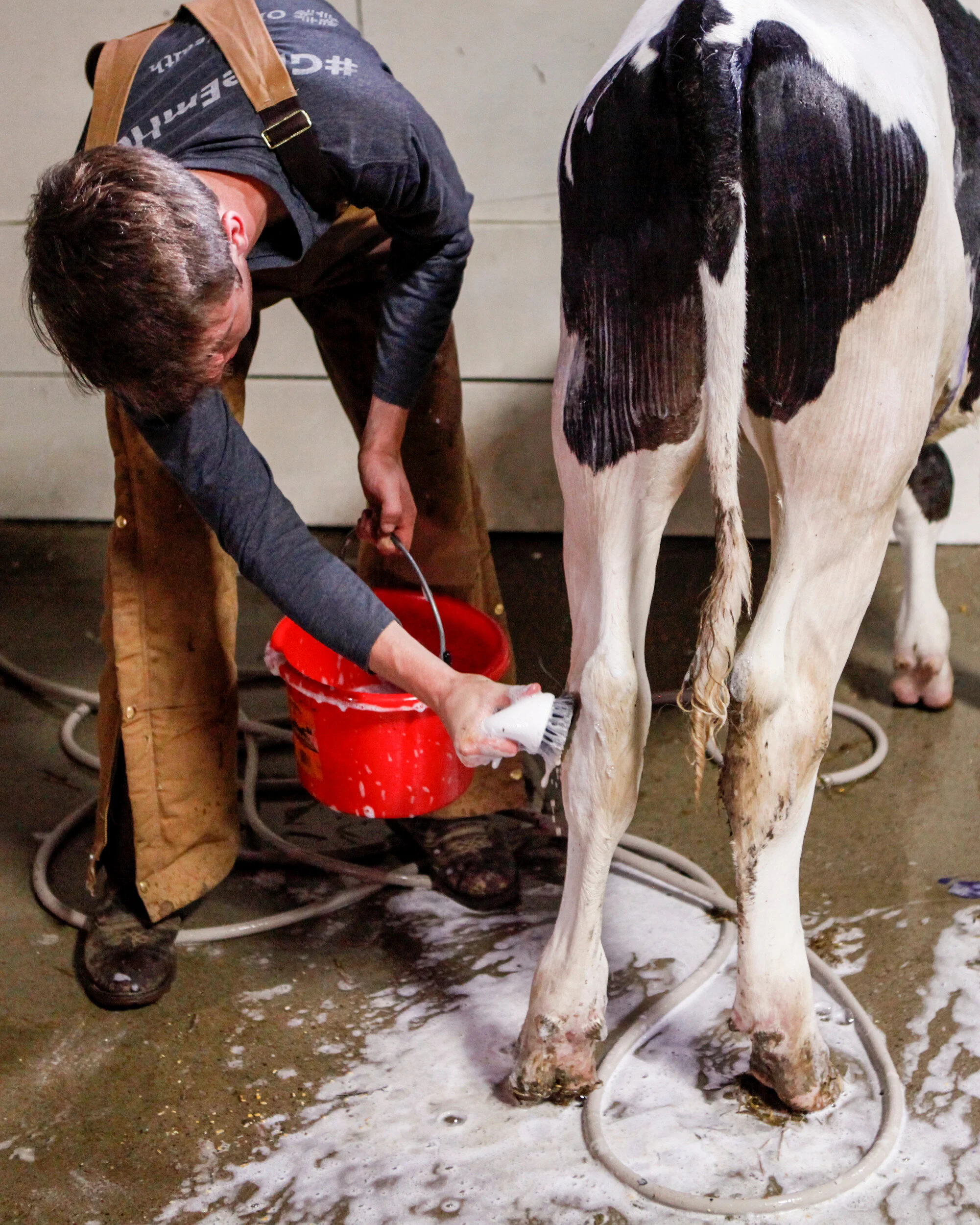 Nick Dawson, 16, from Carroll, Ohio scrubs the legs of his six-month-old Holstein cow with soap at the Fairfield County Fair in Lancaster, Ohio on Wednesday, Oct. 9, 2019. [Maddie Schroeder/Dispatch] 