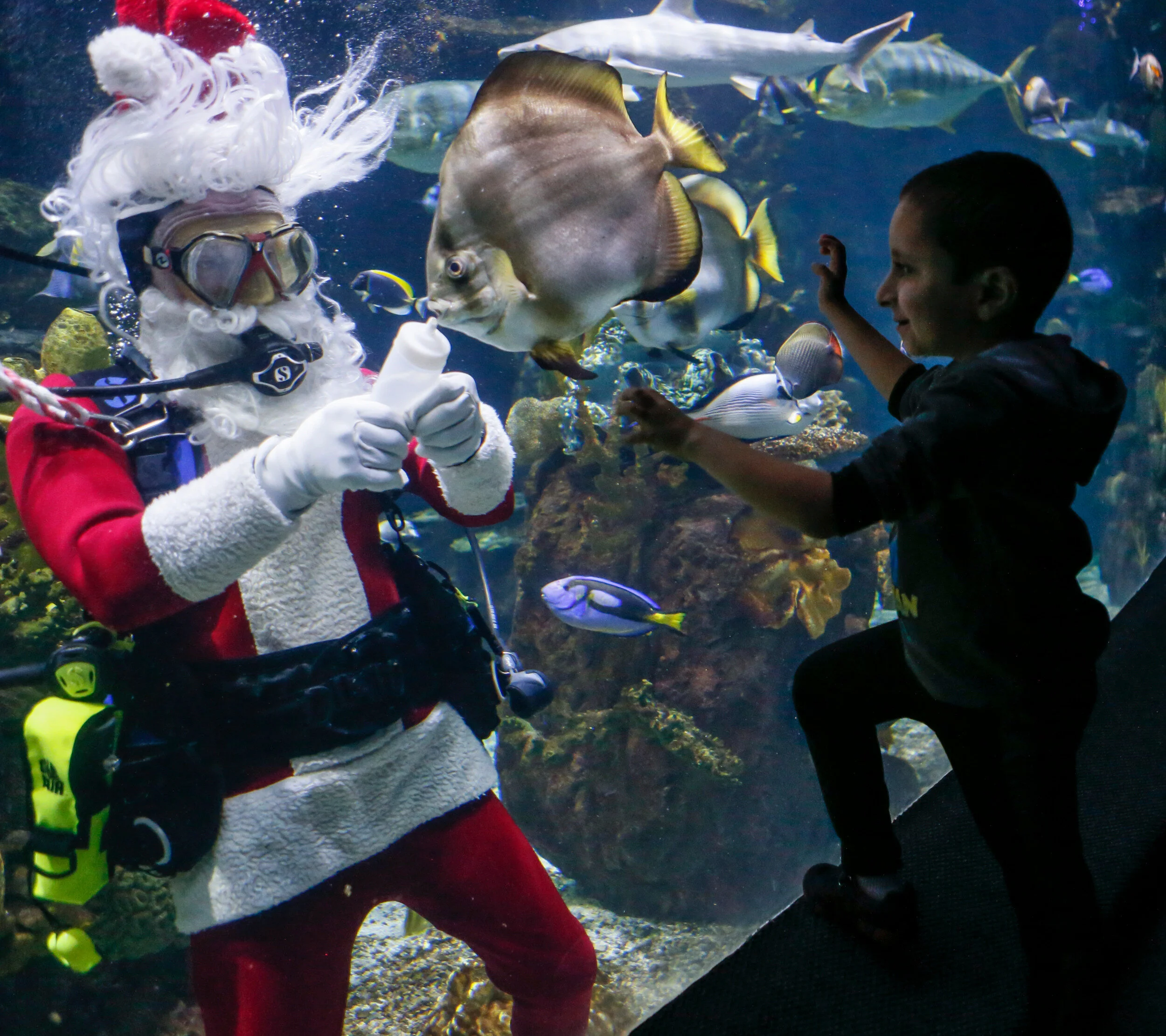  Volunteer Santa empties out the rest of his fish food bottle in front of Henry Watson, 9, from Columbus as Santa scuba dives to feed the fish at the Discovery Reef at the Columbus Zoo and Aquarium in Dublin, Ohio on Thursday, Dec. 12, 2019. Santa ca