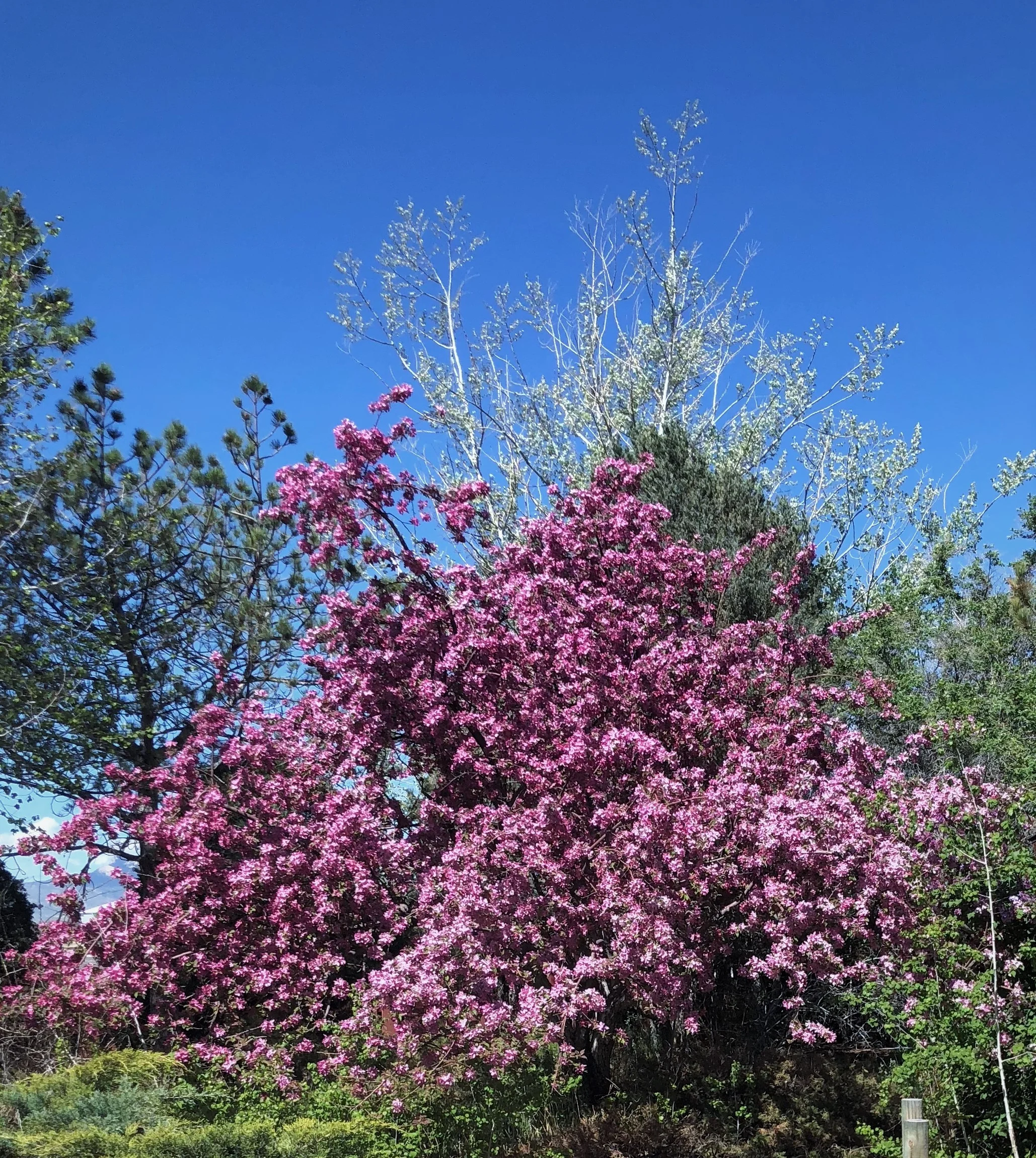 pink tree.jpg