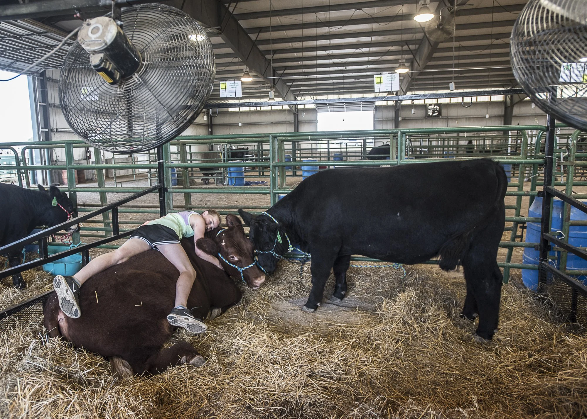 COWS_DSC9023.jpg