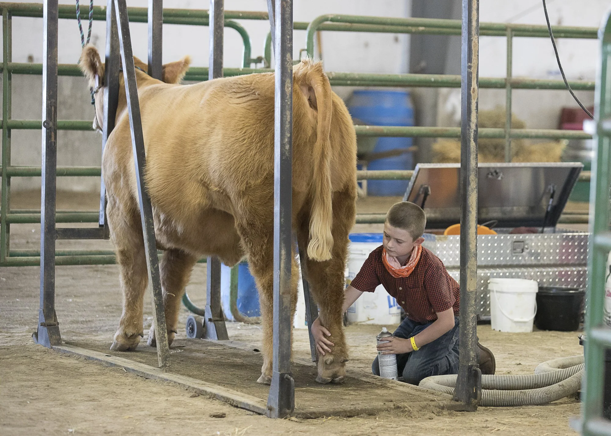 COWS_L0A3529.jpg