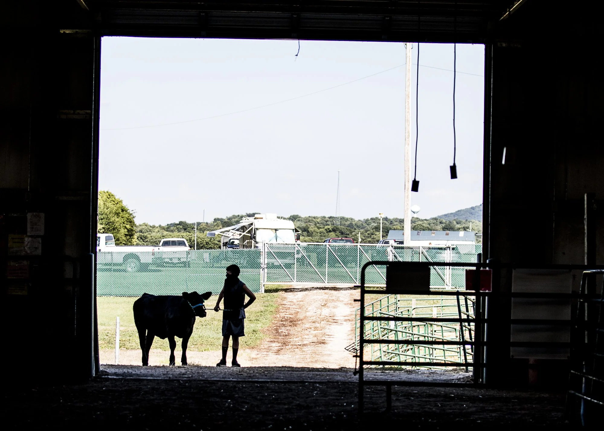 COWS_L0A3659.jpg
