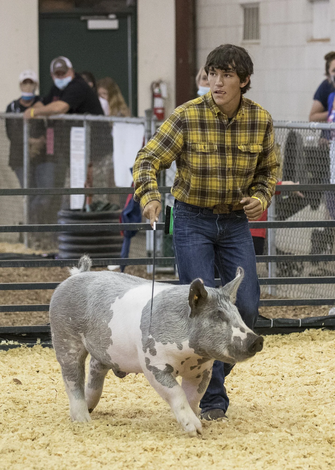 pigs_40A3117.jpg