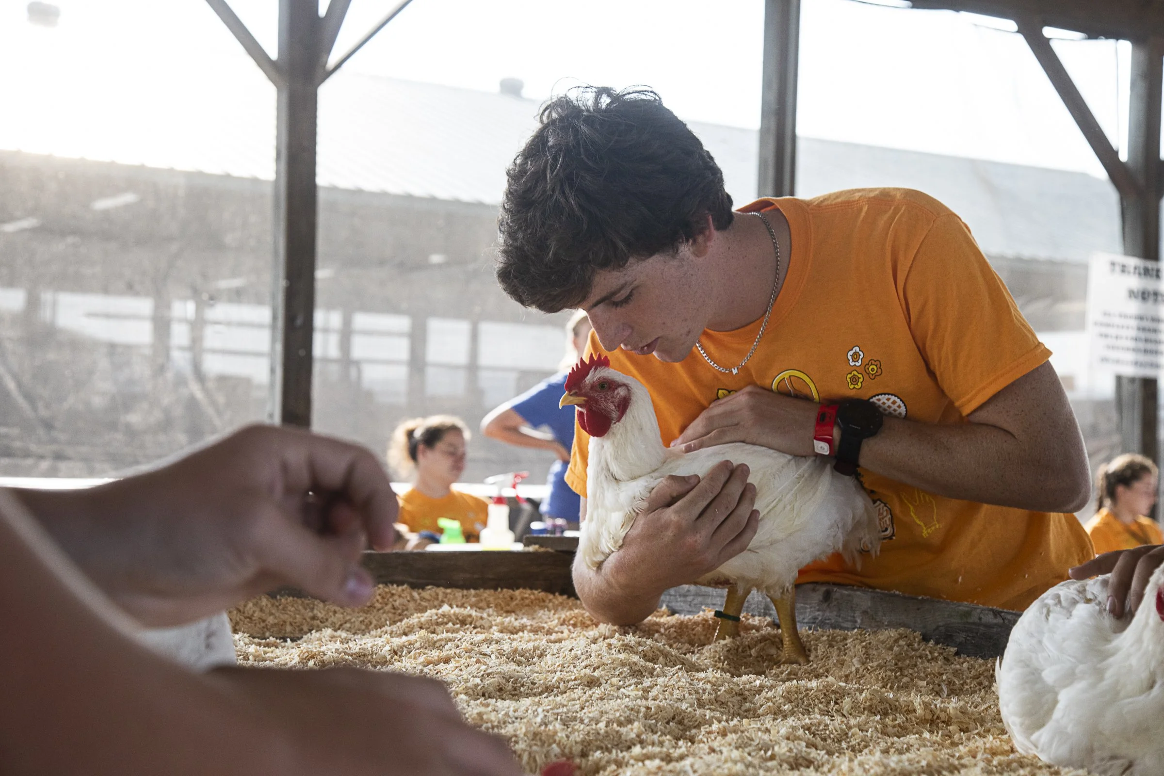 Chickens_CL0A5355.jpg