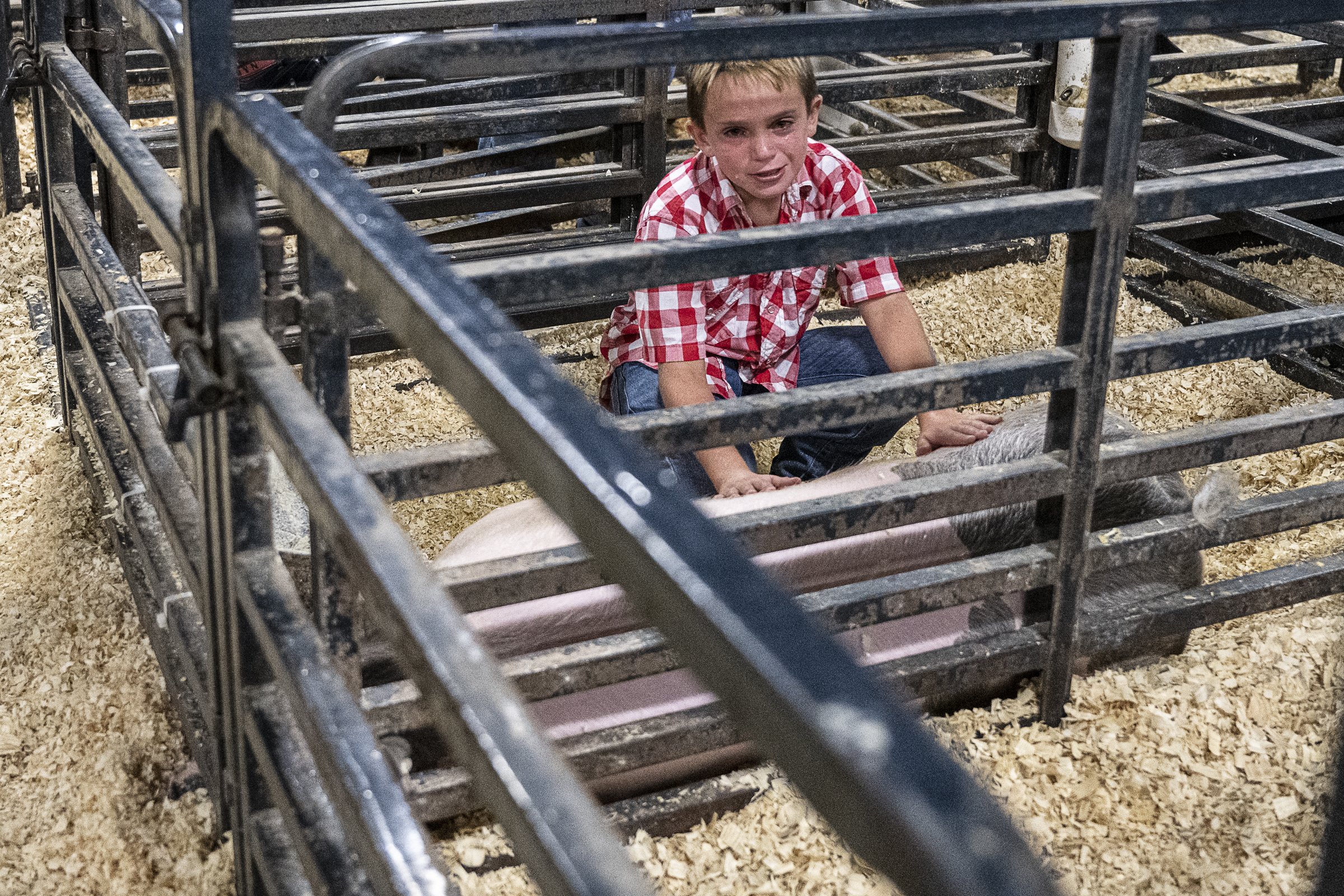 Fair hog SaleDSC_0836.jpg