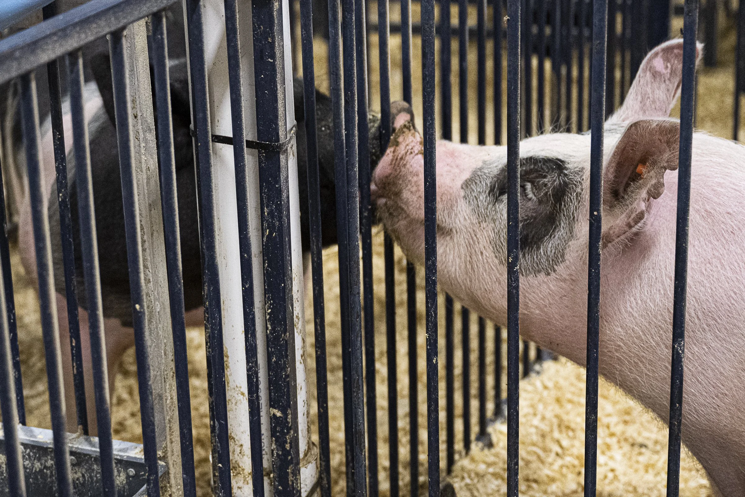 Fair hog SaleDSC_1021.jpg